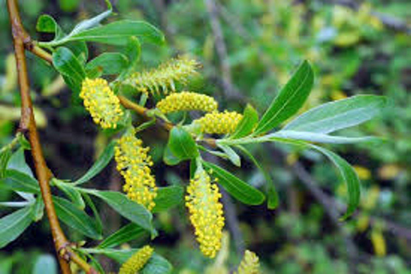 Salix fragilis - 80-120 CM bare root 0/1 3-5 branche